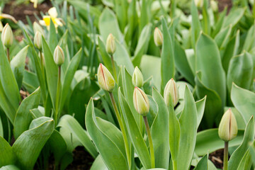 Beautiful unopened tulip buds growing in garden on spring day