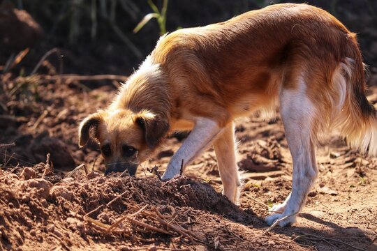 Photograph of a dog walking along the dirt road.