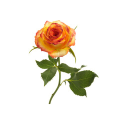 Beautiful orange rose isolated on white background.