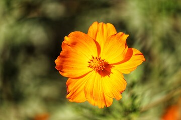 Photography of beautiful plants in the garden.	