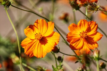 Photography of beautiful plants in the garden.