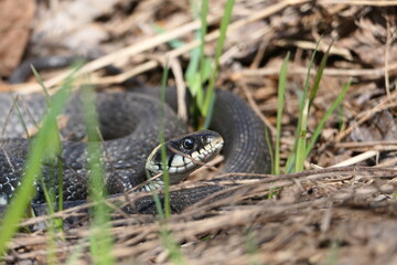 A snake, a large snake in the spring forest, in dry grass in its natural habitat, basking in the...