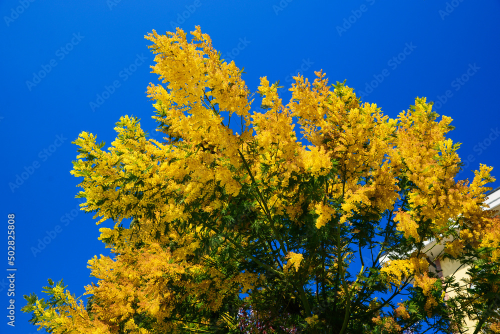 Wall mural Beautiful view of mimosa tree with bright yellow flowers against blue sky