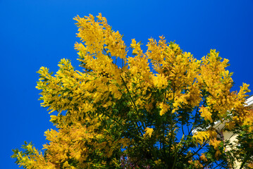 Fototapeta premium Beautiful view of mimosa tree with bright yellow flowers against blue sky