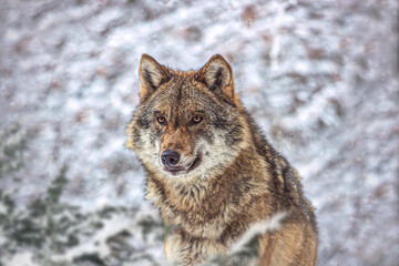 Head portrait of an adult wolf in winter outdoors