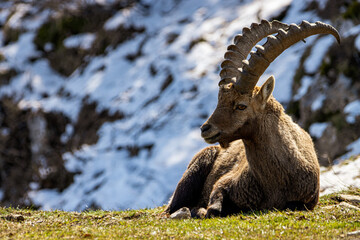 Male ibex on Creux du Van in Switzerland