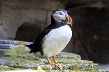 Funny puffin that didn't quite know whether to take off or not
