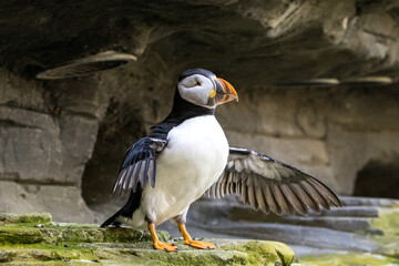 Funny puffin that didn't quite know whether to take off or not