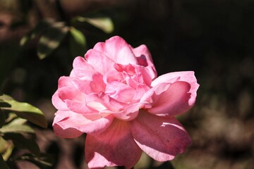 Garden Roses from Southern Brazil.