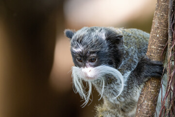 Kaiserschnurrbarttamarin Saguinus imperator emperor tamarin