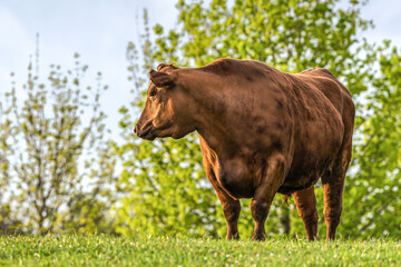 Portrait of an angus breed bull on a pasture during sunrise