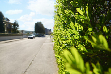 Closeup view of bush with green leaves on city street, space for text