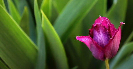 a purple tulip flower on a green background close-up is a selective focus.