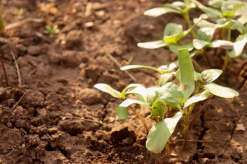 sunflower plant grows in spring on the ground close-up selective focus