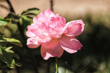 Garden Roses from Southern Brazil.