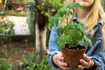 tomato seedlings in a pot made of natural and eco-friendly coconut shavings material close-up selective focus.