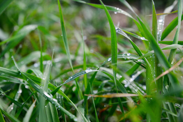 Green grass covered with raindrops growing outdoors, closeup