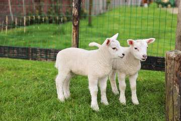 Obraz premium Cute white lambs near fence in farmyard