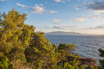 Fototapeta na wymiar pine on the coast in Croatia, Drvenik