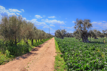 Fototapeta na wymiar Typical countryside of Apulia in southern Italy. Country road running through cultivated field and olive trees.