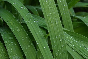 Water drops on grass
