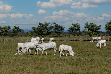 herd of nelore cattle in the pasture