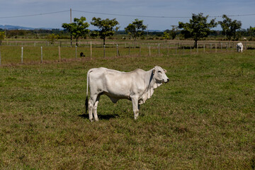 Naklejka na ściany i meble isolated nelore cattle in the pasture