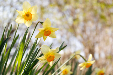 Obraz premium Beautiful yellow daffodils outdoors on spring day, closeup