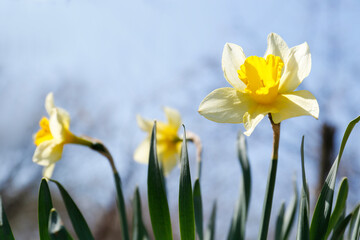 Beautiful yellow daffodils outdoors on spring day, closeup. Space for text