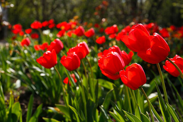 Fototapeta na wymiar Beautiful bright red tulips outdoors on sunny day, closeup
