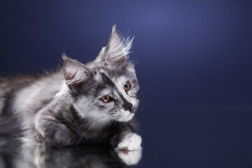 Fototapeta na wymiar Maine Coon Kitten on a blue background. cat portrait in photo studio