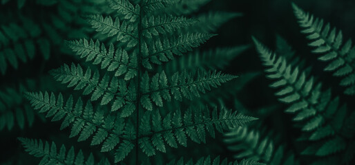 Naklejka na ściany i meble fern leaves 