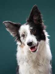blue marble dog. Happy Border Collie on a green background in studio. love pet