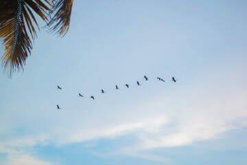 Flying Birds