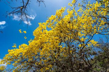 Kibrahacha Yellow flowers in full bloom - Curacao 