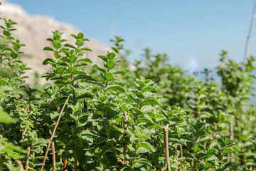 Wild Oregano growing in mountain. Green herb Oregano plant. Copy space for text. 