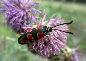 Papillon Zygène du Sainfoin (Zygaena carniolica)  sur une  fleur mauve (centaurea scabiosa)