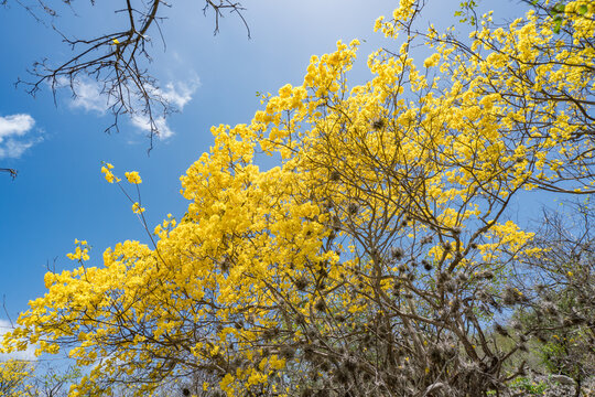 Kibrahacha Yellow flowers in full bloom - Curacao 