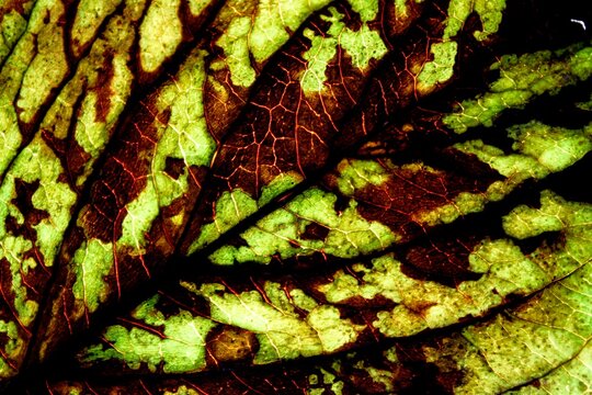 Hoja de &agrave;rbol de tilo para infusiones de t&eacute; en proceso de descomposici&oacute;n, con luz superficial muestra todas sus costillas y texturas en dibujos muy bonitos para fondos