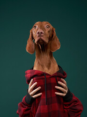 Hipster dog in a hooded hoodie holds snacks with his hands. Conceptual portrait of a dog on a green...