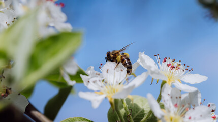 Bee pollinates a blooming flower in spring, close-up
