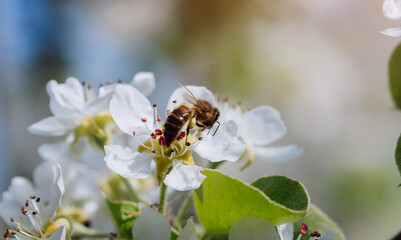 Bee pollinates a blooming flower in spring, close-up