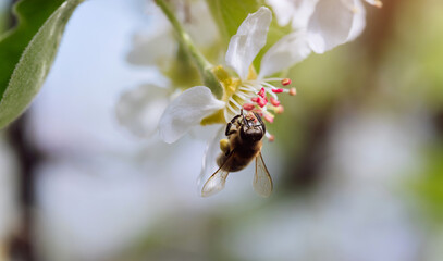 Bee pollinates a blooming flower in spring, close-up