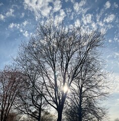 tree and sky