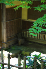 Fresh green maple leaves in the backyard of an old Japanese house