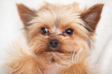 Yorkshire Terrier looking at camera against white background