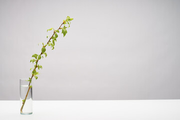 Branch coming into leaf in glass minimal background