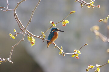 KIngfisher On Branch in Sunshine