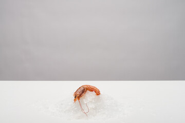 Single prawn on ice grey minimal background