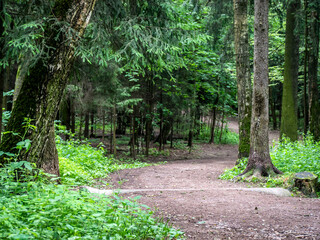 Obraz premium Woodland path through dense forest. Green trees, peaceful scene. Hiking trail, nature background. Tranquil environment.